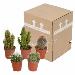 Cactus, Box De 5 Plantes - H8cm, ø5,5cm - Plantes D'intérieur 7 Cactus, Box De 5 Plantes - H8cm, ø5,5cm - Plantes D'intérieur -Ryobi Jardin Boutique 855b4e225476998c