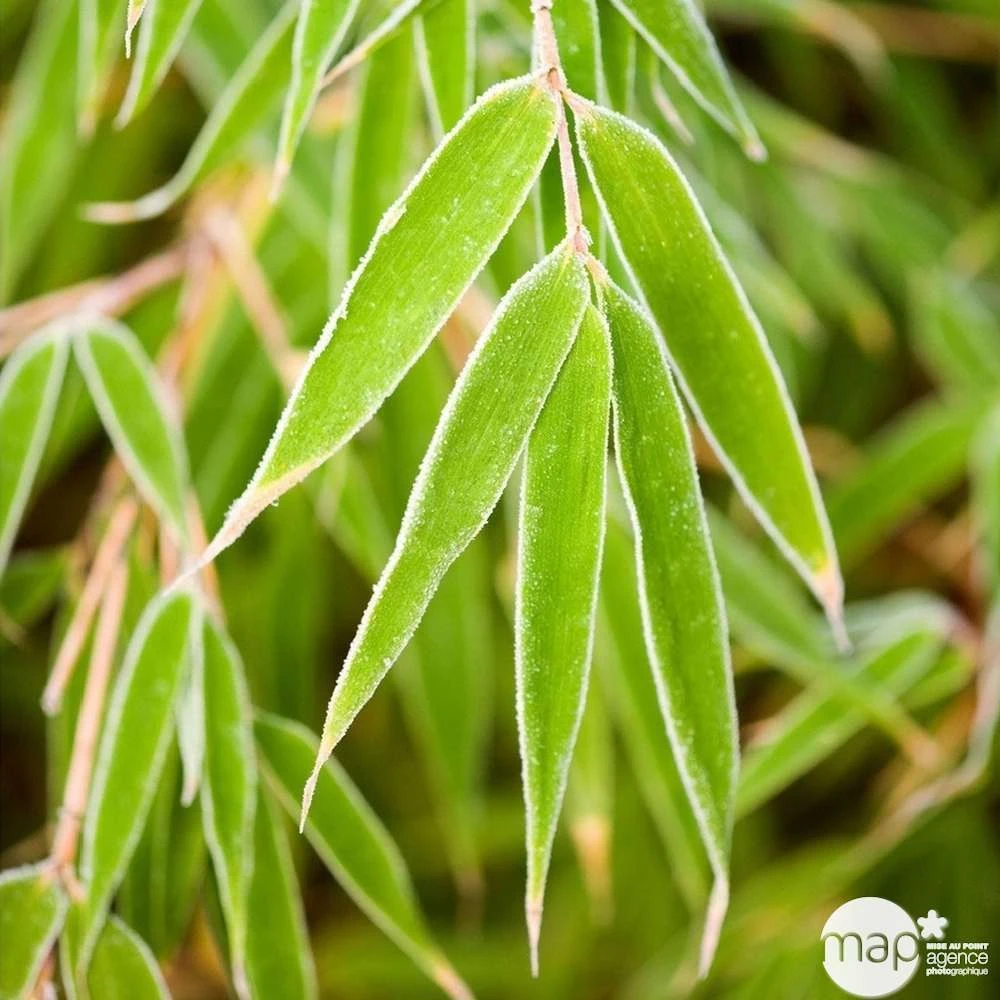 Bambou Non-traçant Fargesia Rufa: Pot De 3 Litres 1 Bambou Non-traçant Fargesia Rufa: Pot De 3 Litres