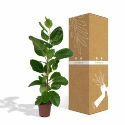 Ficus Altissima - H85cm, ø21cm - Grande Plante D'intérieur -Ryobi Jardin Boutique 86f7d577990ab096