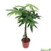 Pachira Aquatica:Tige Tressée H80 Cm Pot D19 Cm