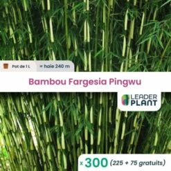 300 X Bambou Fargesia Pingwu En Pot De 1 L