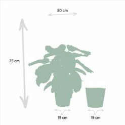 Calathea Médaillon Et Son Panier Naturel - H65cm, ø19cm - Plante D'intérieur -Ryobi Jardin Boutique 88aeffa7f615bfa9