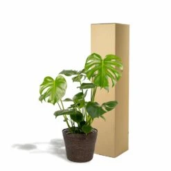 Delicious Monstera Et Son Panier Noir - H80cm, ø21cm - Plante D'intérieur 9 Delicious Monstera Et Son Panier Noir - H80cm, ø21cm - Plante D'intérieur -Ryobi Jardin Boutique 8db70039d6a4af95