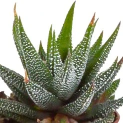 Gasteria, Haworthia, Box De 5 Plantes - H12cm, ø5,5cm - Plantes D'intérieur -Ryobi Jardin Boutique 8f6303b2df7c9f36