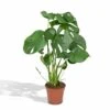 Monstera Deliciosa - H55cm, ø17cm - Plante D'intérieur