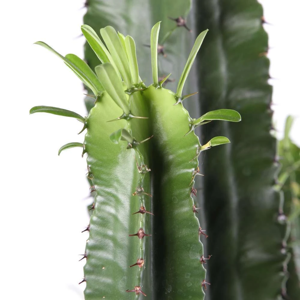 Euphorbe Erythrea H170cm : Pot Ø35cm 1 Euphorbe Erythrea H170cm : Pot Ø35cm