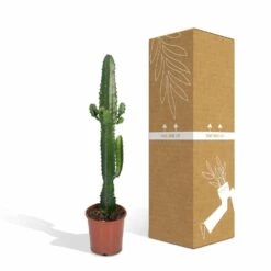 Euphorbia Acrurensis - H50cm, ø17cm - Grande Plante D'intérieur -Ryobi Jardin Boutique 9085af23248e93ea