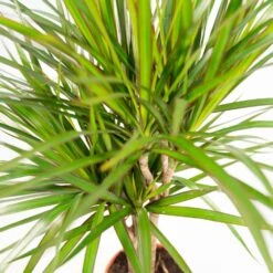 Dracaena Duo De Plantes - Plantes D'intérieur 7 Dracaena Duo De Plantes - Plantes D'intérieur -Ryobi Jardin Boutique 917b00c5bf74defd