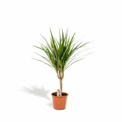 Dracaena Marginata - H60cm, ø14cm - Plante D'intérieur