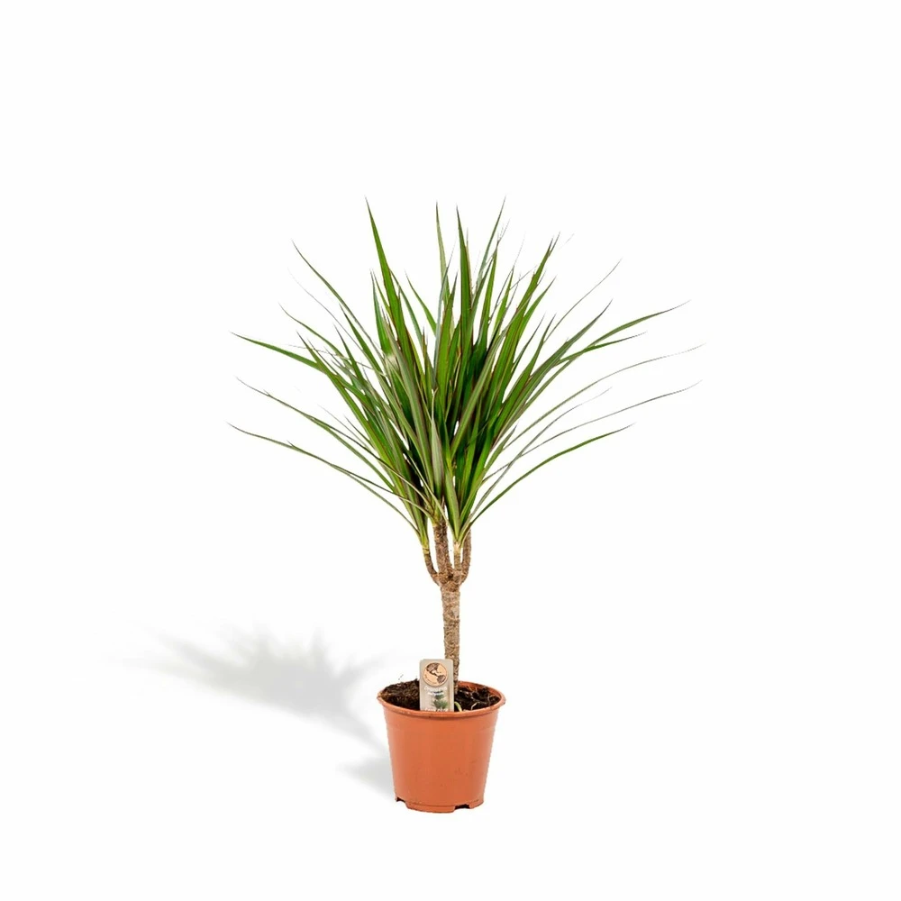 Dracaena Marginata - H60cm, ø14cm - Plante D'intérieur 1 Dracaena Marginata - H60cm, ø14cm - Plante D'intérieur