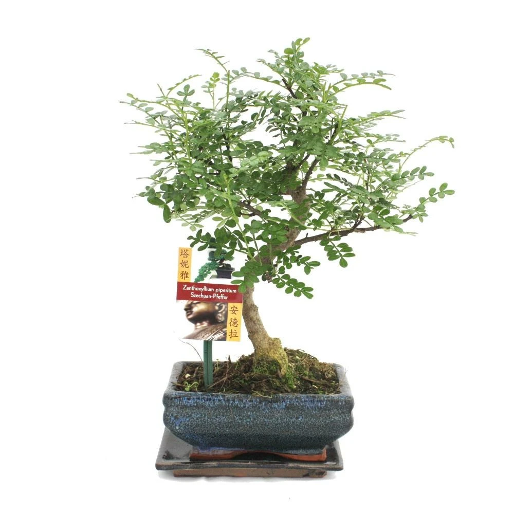 Poivre De Bonsaï Szechuan - Zanthoxylum Piperitum - Ca. 6 Ans 2 Poivre De Bonsaï Szechuan - Zanthoxylum Piperitum - Ca. 6 Ans – Image 2