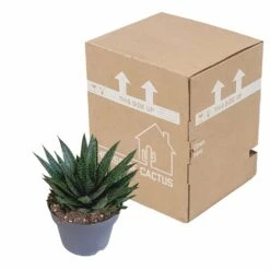 Gasteria - H25, ø17cm - Plantes D'intérieur Facile D'entretien -Ryobi Jardin Boutique 92b816dbc312753b