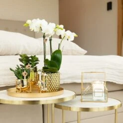 Orchidée Blanche Phalaenopsis - H35cm, ø9cm - Plante D'intérieur Fleurie -Ryobi Jardin Boutique 937c01e16e2e6d00