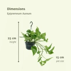 Epipremnum Aureum Scindapsus X2 - H25cm, ø15cm - Plante D'intérieur -Ryobi Jardin Boutique 93ca32c9cb6f13ca