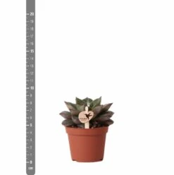 Echeveria Purpusorum - H9cm, ø6cm - Plante D'intérieur 8 Echeveria Purpusorum - H9cm, ø6cm - Plante D'intérieur -Ryobi Jardin Boutique 93d4d1b512e566d1