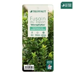 Euonymus Japonicus 'Mycrophyllus' : Pot 3L 7 Euonymus Japonicus 'Mycrophyllus' : Pot 3L -Ryobi Jardin Boutique 954309 004