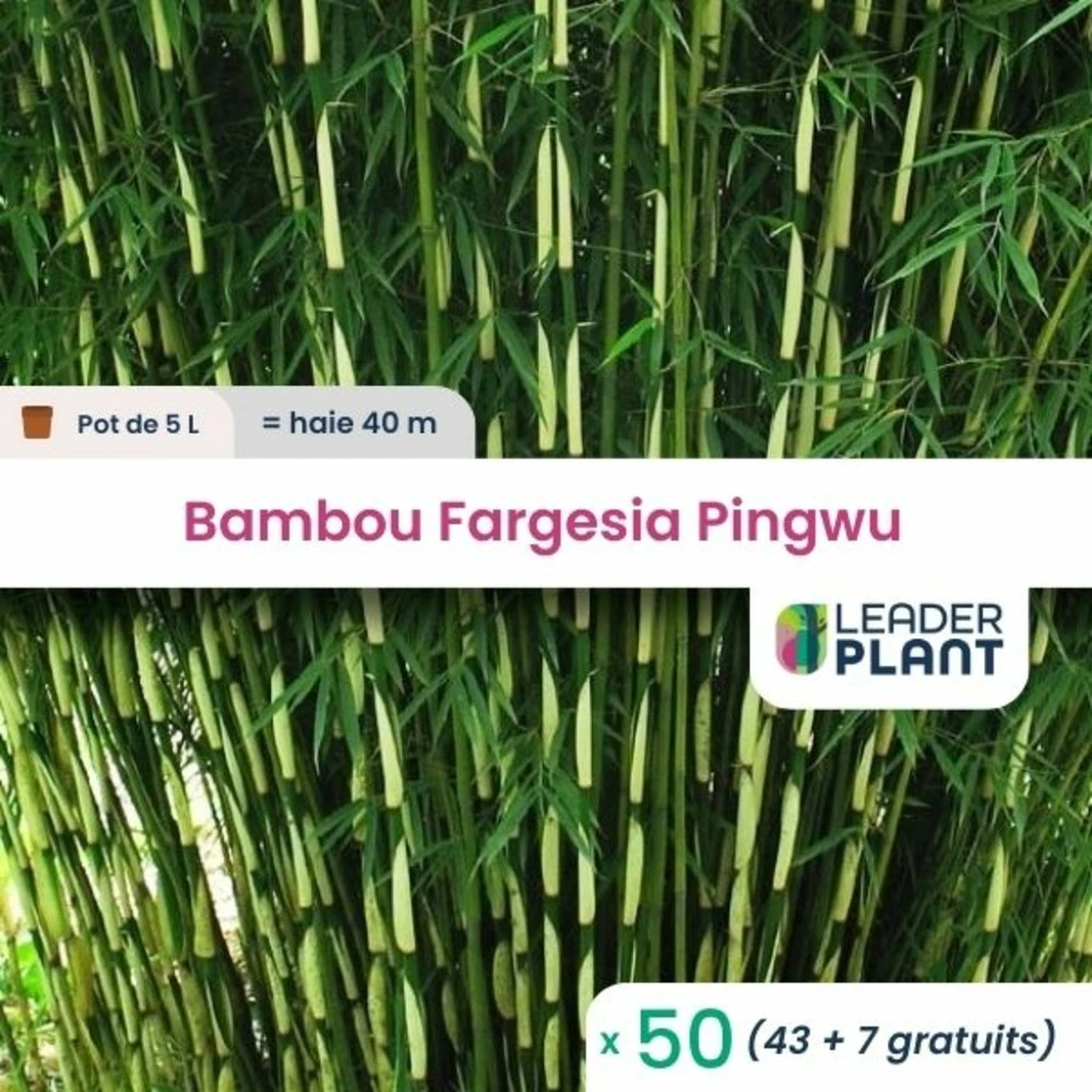 50 X Bambou Fargesia Pingwu En Pot De 5 L 1 50 X Bambou Fargesia Pingwu En Pot De 5 L