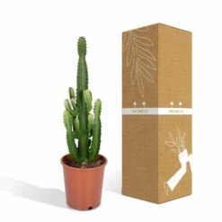 Euphorbia Acrurensis - H80cm, ø24cm - Grande Plante D'intérieur 9 Euphorbia Acrurensis - H80cm, ø24cm - Grande Plante D'intérieur -Ryobi Jardin Boutique 961446c69616177c