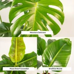 Monstera Deliciosa, Bananier Musa, Strelitzia Nicolai - Grandes Plantes D'intérieur -Ryobi Jardin Boutique 964644ac6b97da9d