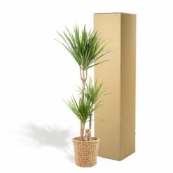 Dracaena Et Son Panier Naturel - H120cm, ø21cm - Très Grande Plante D'intérieur -Ryobi Jardin Boutique 966c502bf27294de