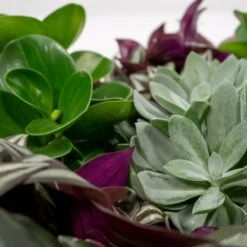 Box 6 Plantes D'intérieur - H20cm, ø12cm - Plantes D'intérieur -Ryobi Jardin Boutique 983a3b72228d5787