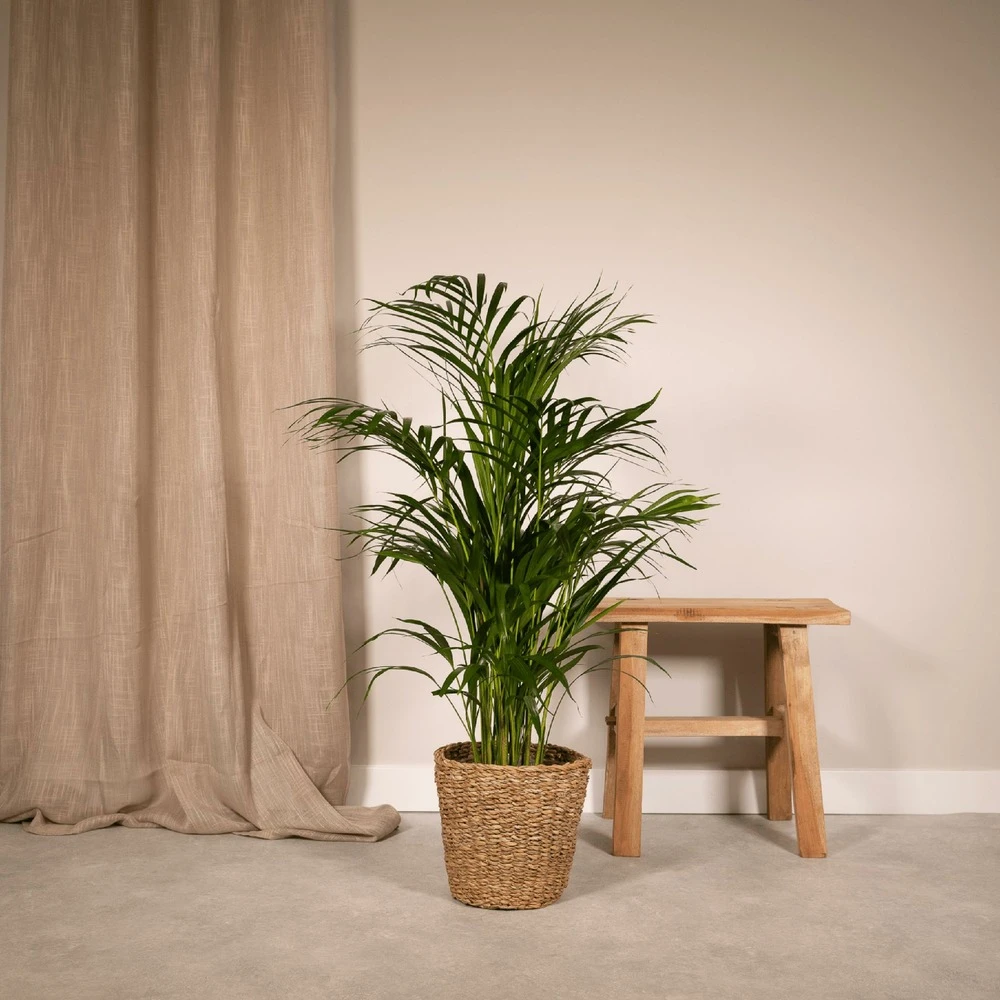 Palmier Areca - H85cm, ø19cm - Grande Plante D'intérieur 2 Palmier Areca - H85cm, ø19cm - Grande Plante D'intérieur – Image 2