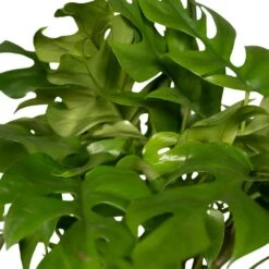 Monstera Minima - H25cm, ø15cm - Plante D'intérieur -Ryobi Jardin Boutique 98881b448473e4cf