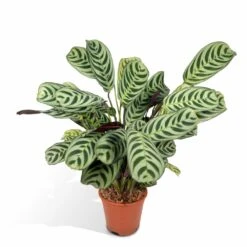 Ctenanthe Lovable - H25cm, ø14cm - Plante D'intérieur