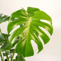 Monstera Deliciosa Et Son Cache-pot Doré - H80cm, ø21cm - Grande Plante D'intérieur -Ryobi Jardin Boutique 995afec594505f5c