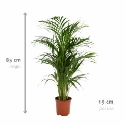 Palmier Areca - H85cm, ø19cm - Grande Plante D'intérieur 8 Palmier Areca - H85cm, ø19cm - Grande Plante D'intérieur -Ryobi Jardin Boutique 9da618f089e0bad1