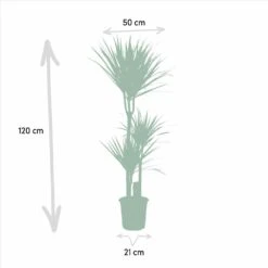 Yucca, Dracaena, Duo De Plantes - Grandes Plantes D'intérieur 8 Yucca, Dracaena, Duo De Plantes - Grandes Plantes D'intérieur -Ryobi Jardin Boutique 9da9357d44230960