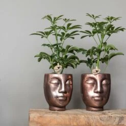 Schefflera Bush - H36cm, ø9cm - Plante D'intérieur -Ryobi Jardin Boutique 9df38035ceedf168