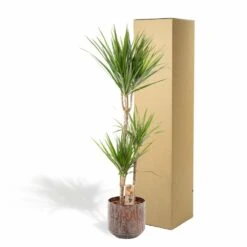 Dracaena Et Son Cache-pot Effet Rouille - H120cm, ø21cm - Très Grande Plante D'intérieur -Ryobi Jardin Boutique 9ed9104b3fd78920