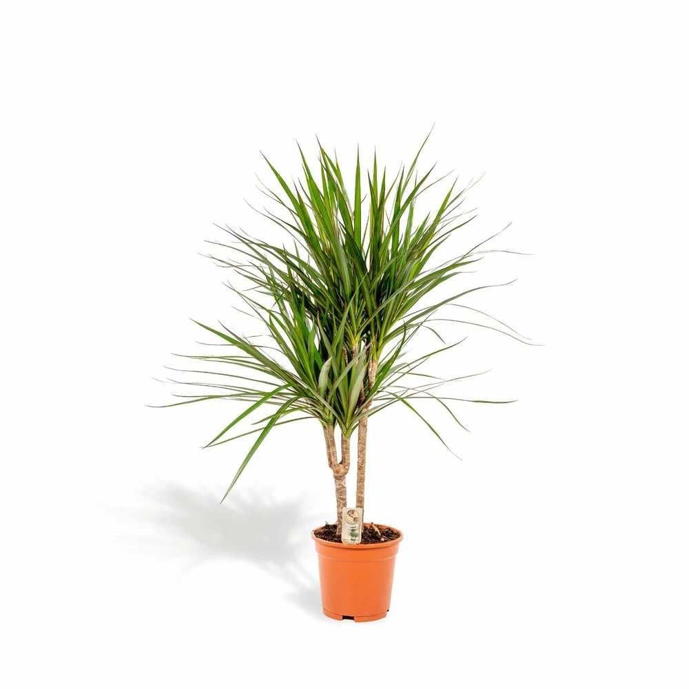 Dracaena Marginata - H90cm, ø17cm - Grande Plante D'intérieur 1 Dracaena Marginata - H90cm, ø17cm - Grande Plante D'intérieur