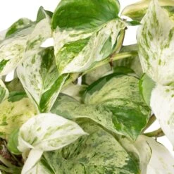 Epipremnum Happy Leaf Scindapsus - H15cm, ø12cm - Plante D'intérieur Tombante 7 Epipremnum Happy Leaf Scindapsus - H15cm, ø12cm - Plante D'intérieur Tombante -Ryobi Jardin Boutique 9ff0fe9832ba9055