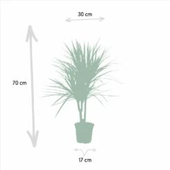 Dracaena Marginata - H90cm, ø17cm - Grande Plante D'intérieur 9 Dracaena Marginata - H90cm, ø17cm - Grande Plante D'intérieur -Ryobi Jardin Boutique a10a0eaf2b955cc4