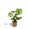 Monstera Deliciosa Et Son Cache-pot Doré - H80cm, ø21cm - Grande Plante D'intérieur