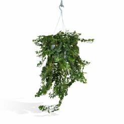 Hedera Lierra Tombant - H70cm, ø24cm - Plante D'intérieur Tombante