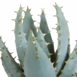 Gasteria, Haworthia Et Leurs Caches-pots Blancs, Box De 5 Plantes - H8cm, ø6cm - Plantes D'intérieur -Ryobi Jardin Boutique a44886affca55c70