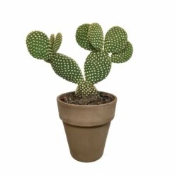 Opuntia Microdasys Et Son Cache-pot Marron - H40cm, ø17cm - Plante D'intérieur -Ryobi Jardin Boutique a5b5547e6fb3b690