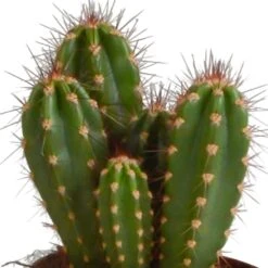 Cactus, Box De 3 Plantes - H15cm, ø10,5cm - Plantes D'intérieur -Ryobi Jardin Boutique a87631cfc895184c