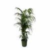 Palmier Kentia Xxxl - H230cm - Très Grande Plante D'intérieur