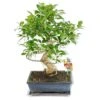 Figuier Chinois Bonsaï - Ficus Retusa - Env. 10 Ans