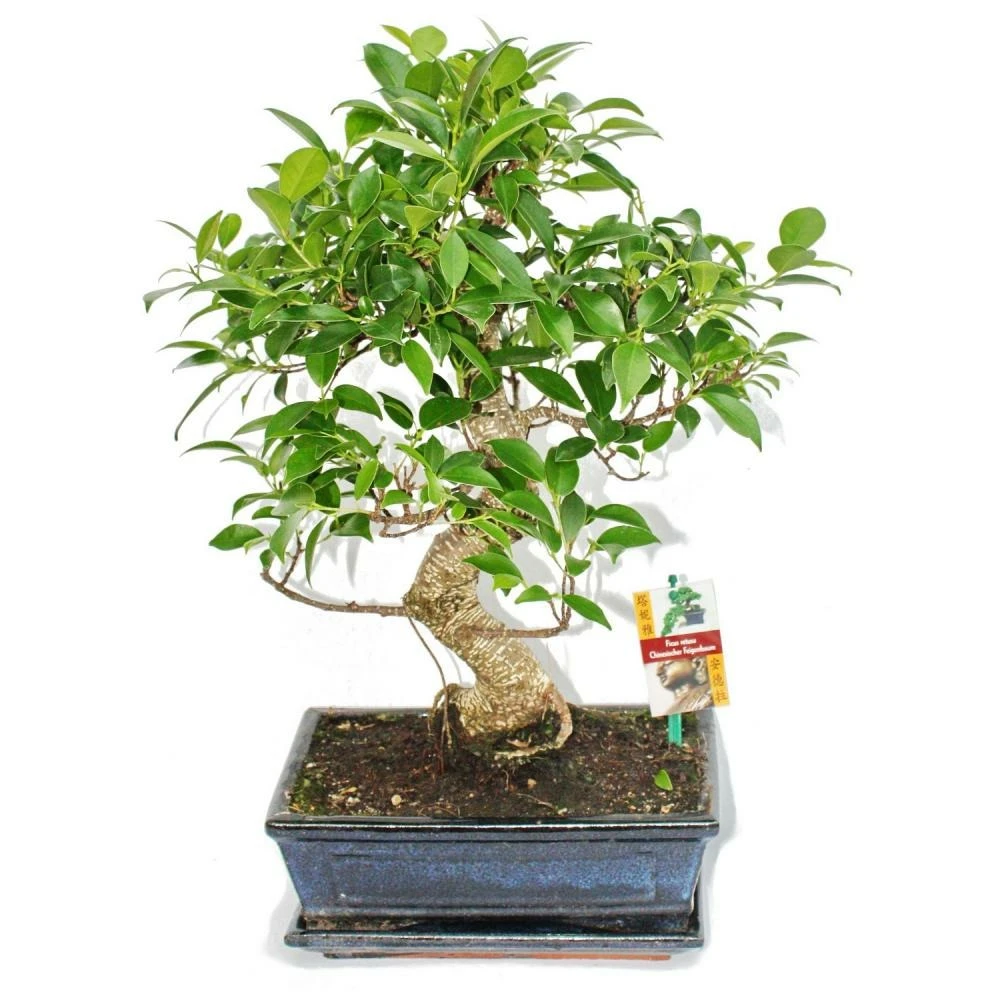 Figuier Chinois Bonsaï - Ficus Retusa - Env. 10 Ans 1 Figuier Chinois Bonsaï - Ficus Retusa - Env. 10 Ans