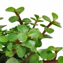 Portulacaria Afra - H25cm, ø10,5cm - Plante D'intérieur -Ryobi Jardin Boutique ae48ccf2c4e6d2a1