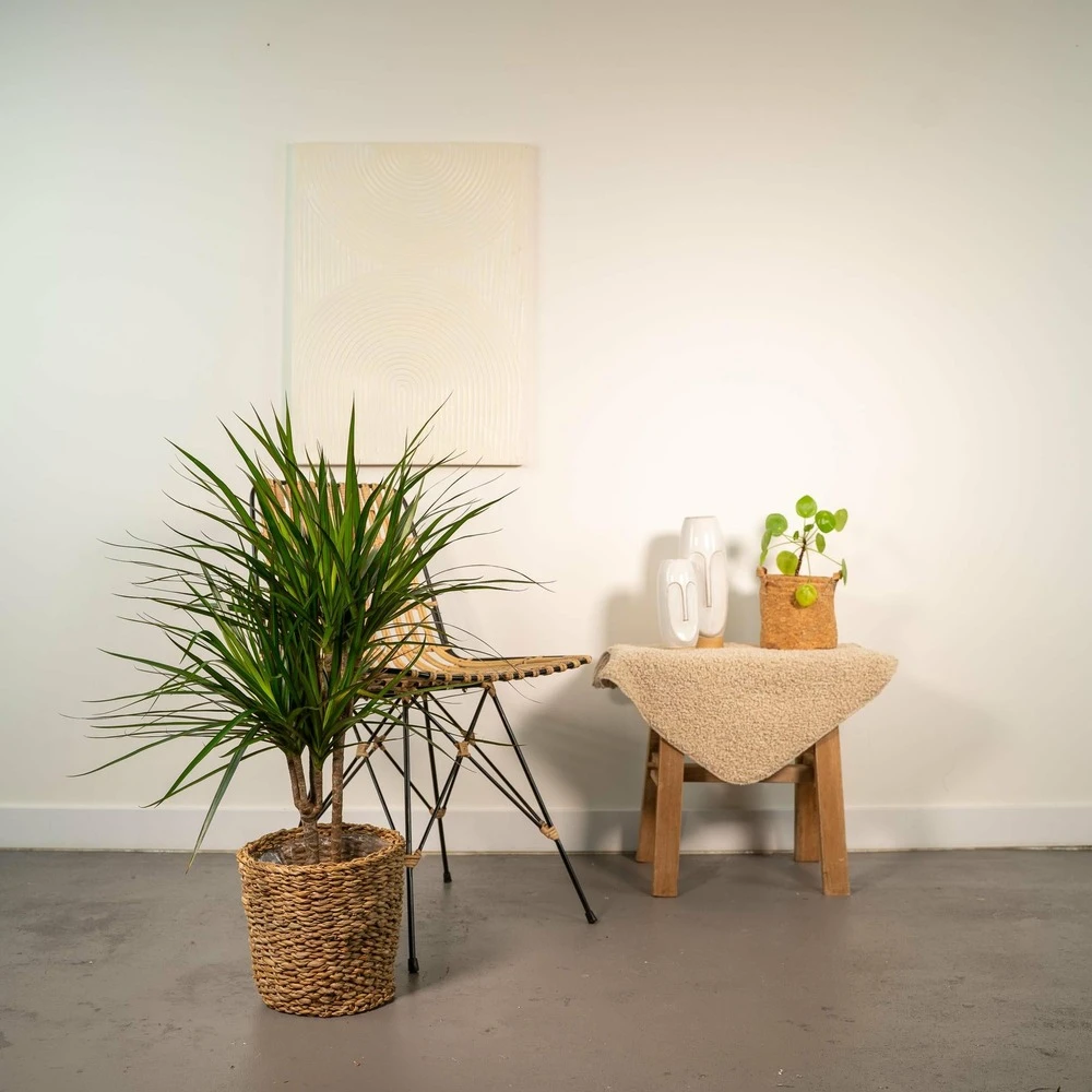 Dracaena Marginata - H90cm, ø17cm - Grande Plante D'intérieur 2 Dracaena Marginata - H90cm, ø17cm - Grande Plante D'intérieur – Image 2