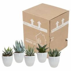Gasteria, Haworthia Et Leurs Caches-pots Blancs, Box De 5 Plantes - H8cm, ø6cm - Plantes D'intérieur -Ryobi Jardin Boutique b21e979194cb601b