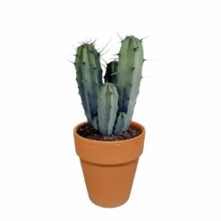 Myrtillocactus Et Son Cache-pot En Terracotta - H40cm, ø17cm - Plante D'intérieur -Ryobi Jardin Boutique b6968ab3d045db57