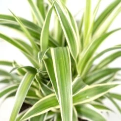 Chlorophytum - H25cm, ø12cm - Plante D'intérieur -Ryobi Jardin Boutique b7f620c9978f9f23