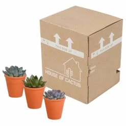 Echeveria Et Leurs Caches-pots Terracotta, Box De 3 Plantes - H12cm, ø9,5cm - Plantes D'intérieur 7 Echeveria Et Leurs Caches-pots Terracotta, Box De 3 Plantes - H12cm, ø9,5cm - Plantes D'intérieur -Ryobi Jardin Boutique b844b44b7419e9dd